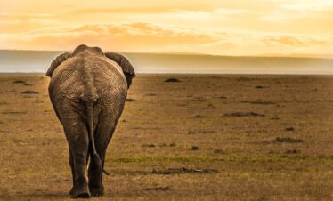 Nairobi National Park Tour