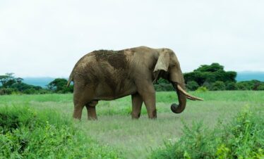 Amboseli Safari