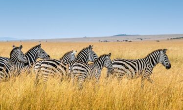 Maasai Mara