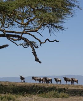 Naivasha